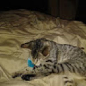 Meet your Posher, Vic